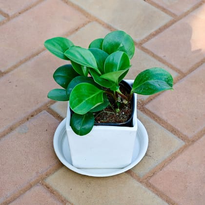 Buy Peperomia Obtusifolia / Baby Rubber Plant in 5 Inch Classy White Square Ceramic Pot with Tray Online | Urvann.com