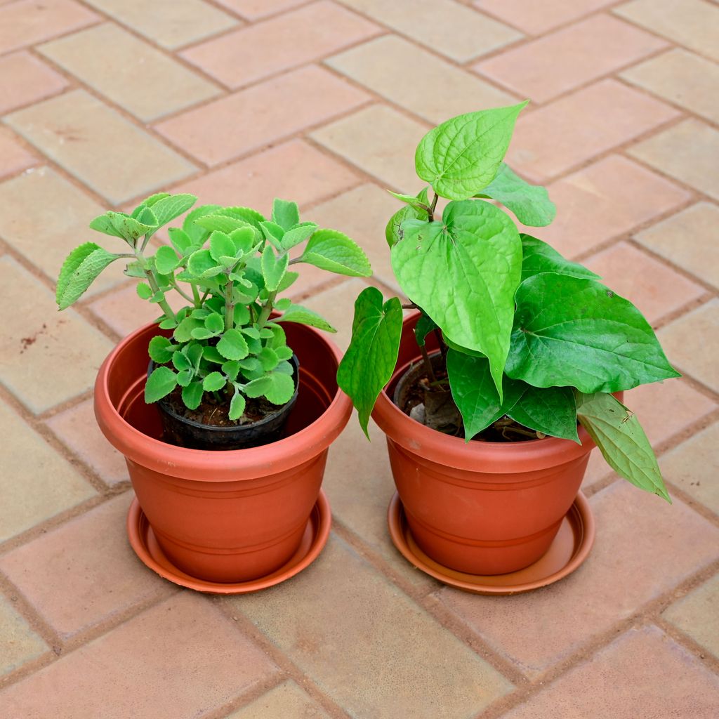 Set of 2 - Ajwain / Carom Seed & Paan / Betel Leaf Plant in 8 Inch Classy Red Plastic Pot with Tray
