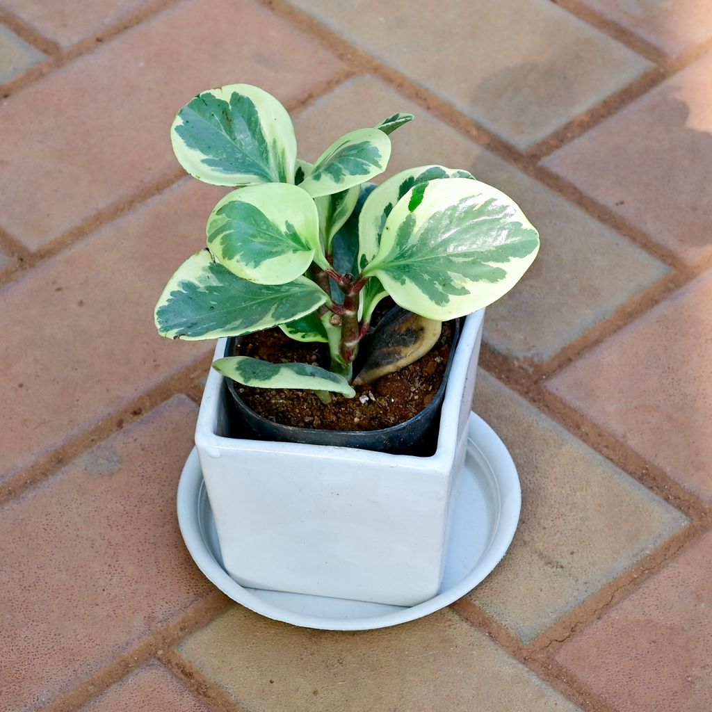 Buy Peperomia White Variegated in 5 Inch White Classy Square Ceramic Pot with Tray Online | Urvann.com Peperomia White Variegated in 5 Inch White Classy Square Ceramic Pot with Tray