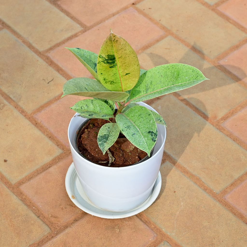 Buy Rubber Variegated Green in 6 Inch White Premium Sphere Plastic Pot with Tray Online | Urvann.com Rubber Variegated Green in 6 Inch White Premium Sphere Plastic Pot with Tray