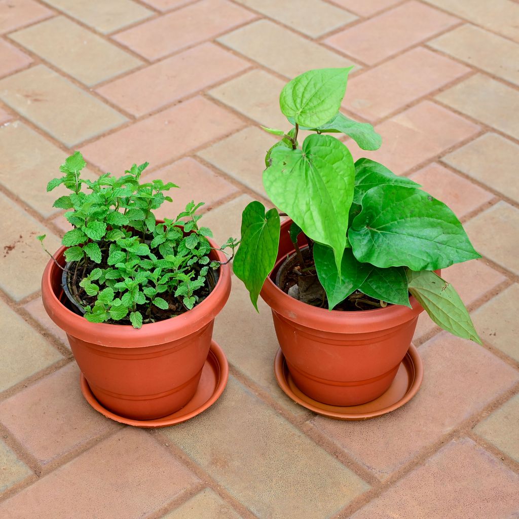 Set of 2 - Paan / Betel Big Leaf & Pudina / Mint in 6 Inch Red Plastic Pot with Tray
