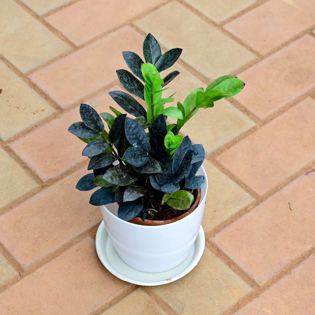 Buy Zz Black in 6 Inch White Premium Sphere Plastic Pot with Tray Online | Urvann.com Zz Black in 6 Inch White Premium Sphere Plastic Pot with Tray