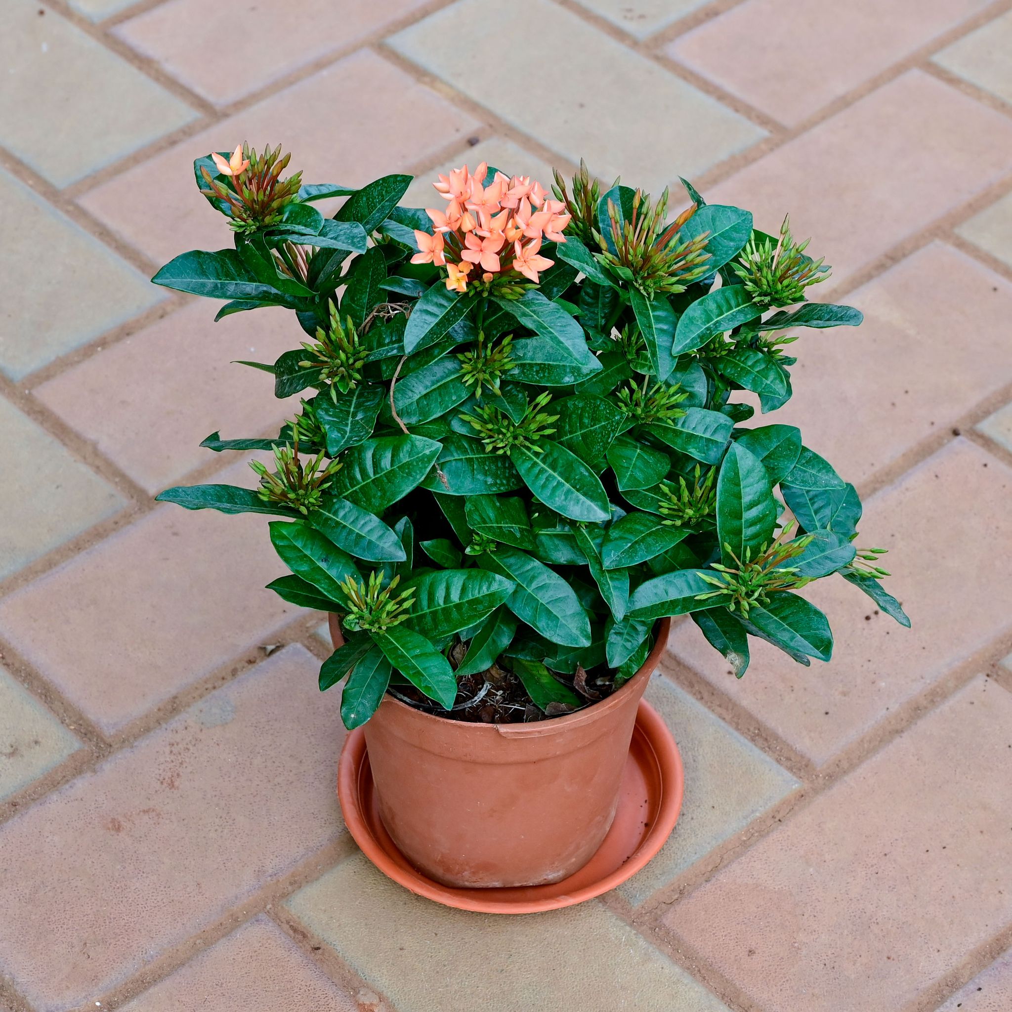 Ixora (any colour) in 6 Inch Brown Nursery Pot with Tray