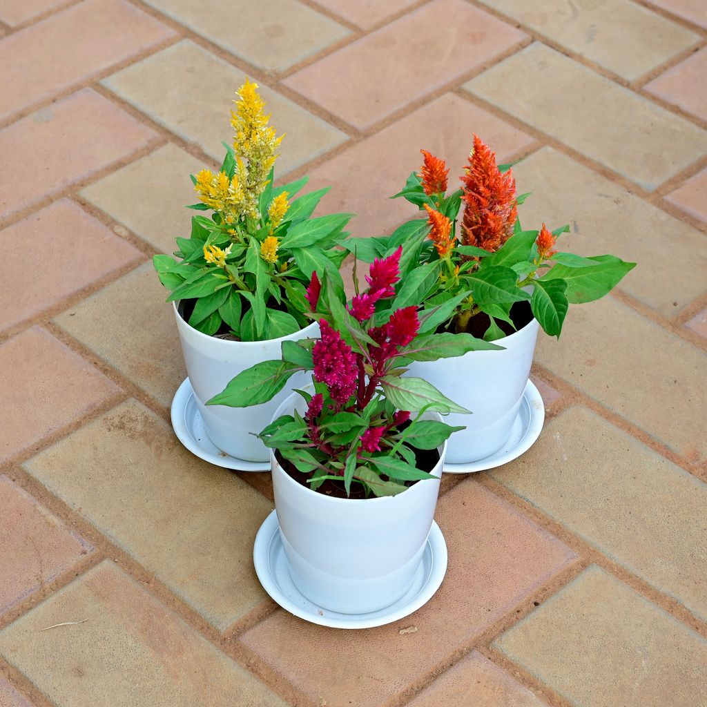 Buy Set of 3 - Cockscomb (Pink, Orange & Yellow) in 5 Inch White Premium Sphere Plastic Pot with Tray Online | Urvann.com Set of 3 - Cockscomb (Pink, Orange & Yellow) in 5 Inch White Premium Sphere Plastic Pot with Tray