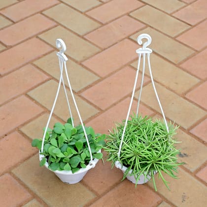 Buy Set of 2 - Crassula Big Leaf & Pine Succulent in 6 Inch White Hanging Plastic Pot Online | Urvann.com