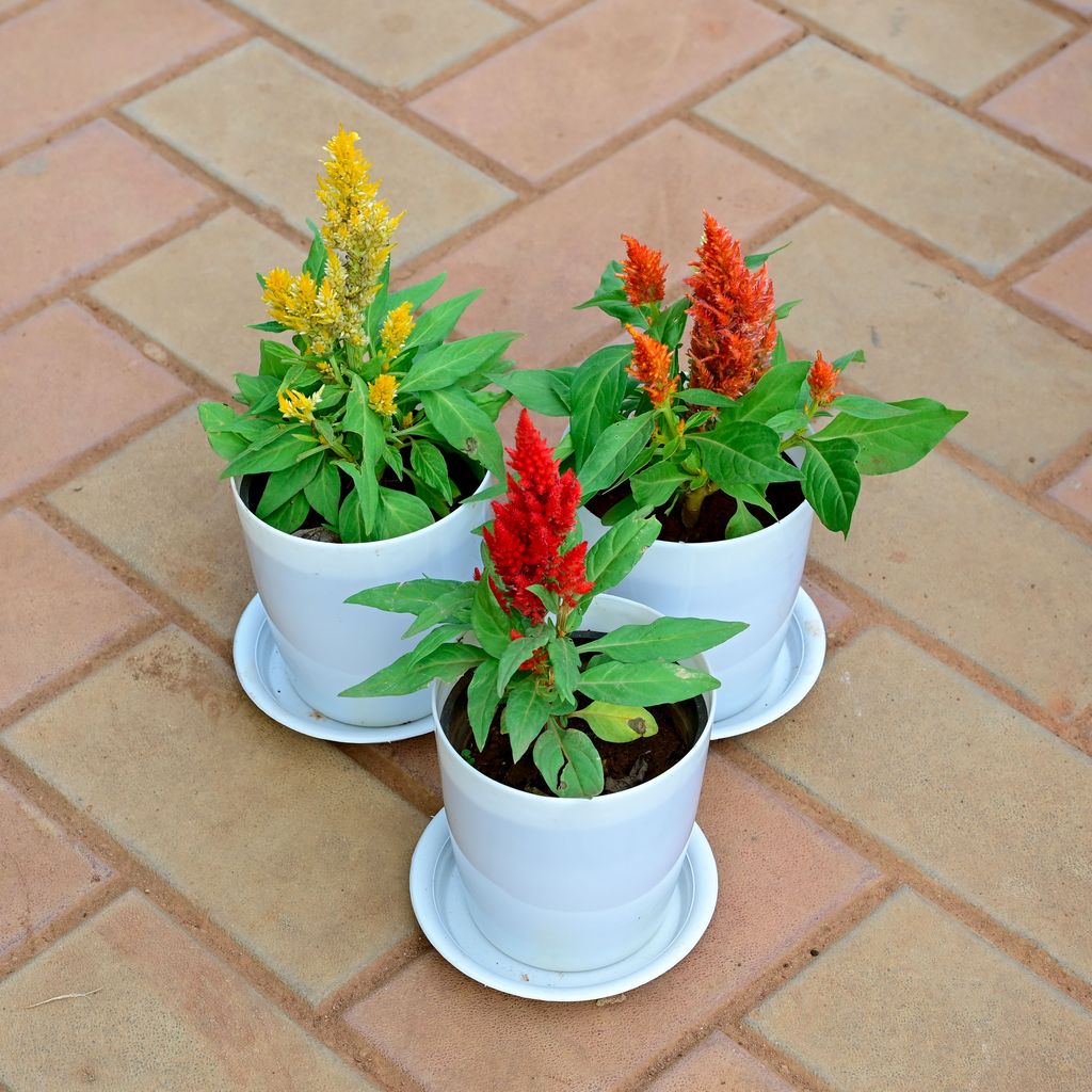 Buy Set of 3 - Cockscomb (Orange, Red & Yellow) in 5 Inch White Premium Sphere Plastic Pot with Tray Online | Urvann.com Set of 3 - Cockscomb (Orange, Red & Yellow) in 5 Inch White Premium Sphere Plastic Pot with Tray