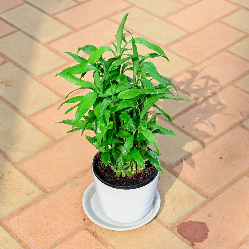 Lucky Bamboo in 5 Inch White Premium Sphere Plastic Pot with Tray