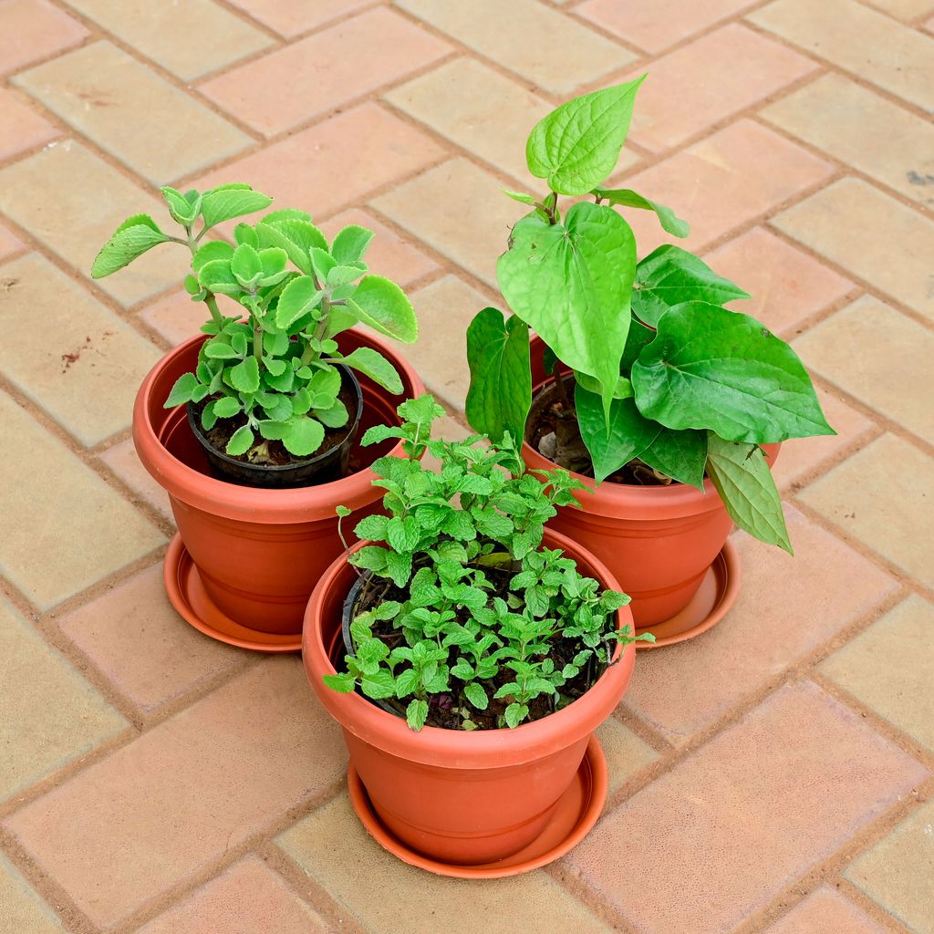Set of 3 - Mint / Pudina, Ajwain / Carom Seed & Paan / Betel Leaf Plant in 8 Inch Classy Red Plastic Pot with Tray