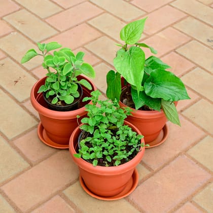 Buy Set of 3 - Mint / Pudina, Ajwain / Carom Seed & Paan / Betel Leaf Plant in 8 Inch Classy Red Plastic Pot with Tray Online | Urvann.com