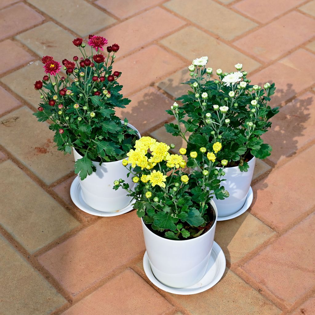 Set of 3 - Chrysanthemum / Guldawari / Guldaudi (White, Yellow & Red) in 5 Inch White Premium Sphere Plastic Pot with Tray
