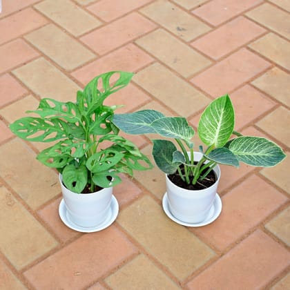 Buy Set of 2 - Monstera Broken Heart & Philodendron Birkin in 5 Inch White Premium Sphere Plastic Pot with Tray Online | Urvann.com