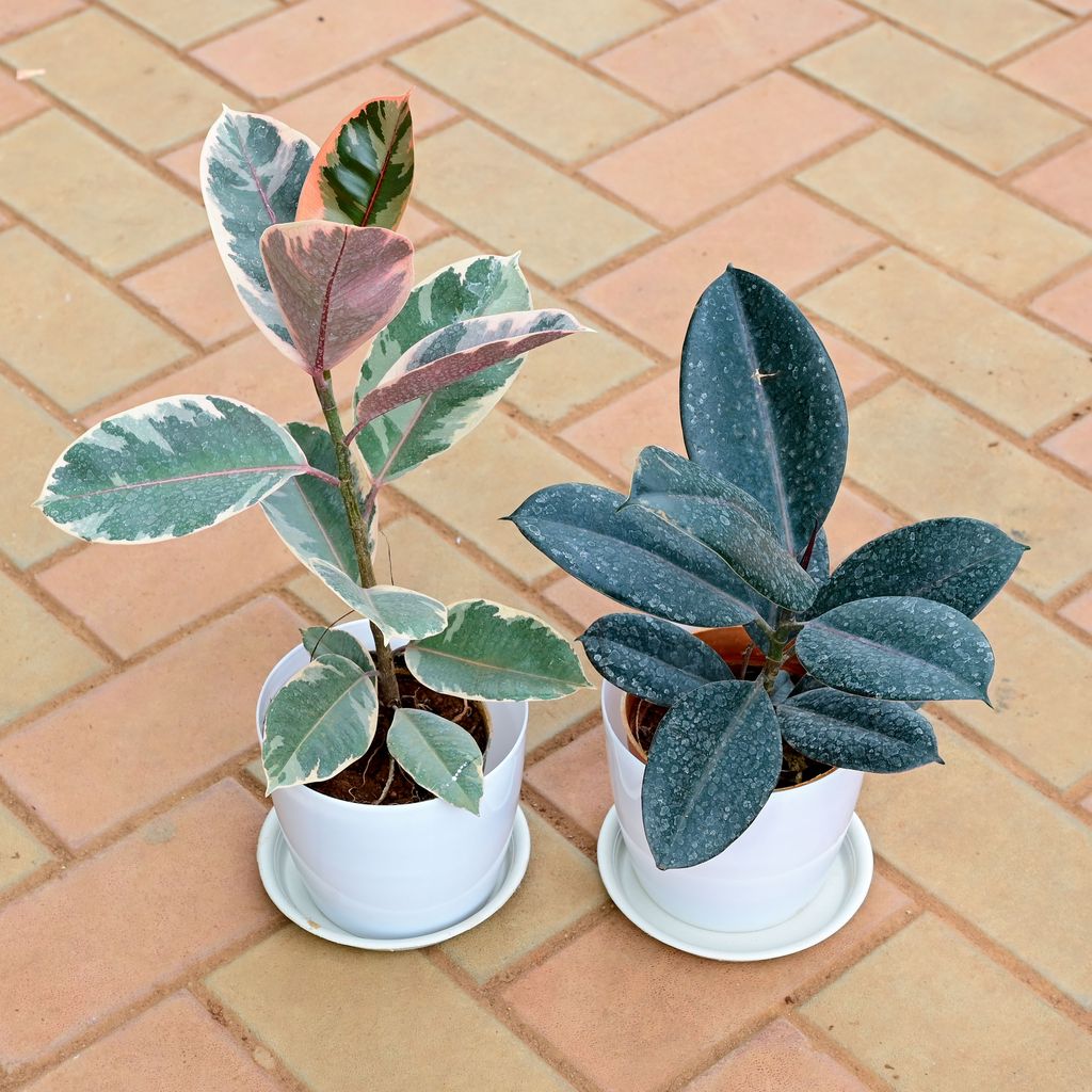 Set of 2 - Rubber (Variegated Pink & Black) in 6 Inch White Premium Sphere Plastic Pot with Tray