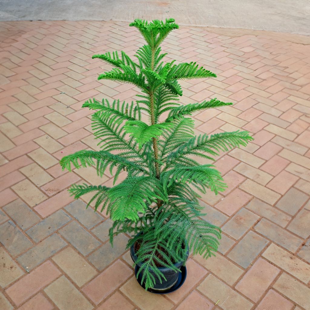 Buy Araucaria / Christmas Tree (~ 3.5 Ft) in 10 Inch Nursery Pot with Tray Online | Urvann.com Araucaria / Christmas Tree (~ 3.5 Ft) in 10 Inch Nursery Pot with Tray