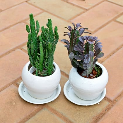 Buy Set of 2 - Opuntia Monacantha Cactus & Euphorbia Trigona Cactus in 5 Inch Classy White Apple Ceramic Pot with Tray Online | Urvann.com