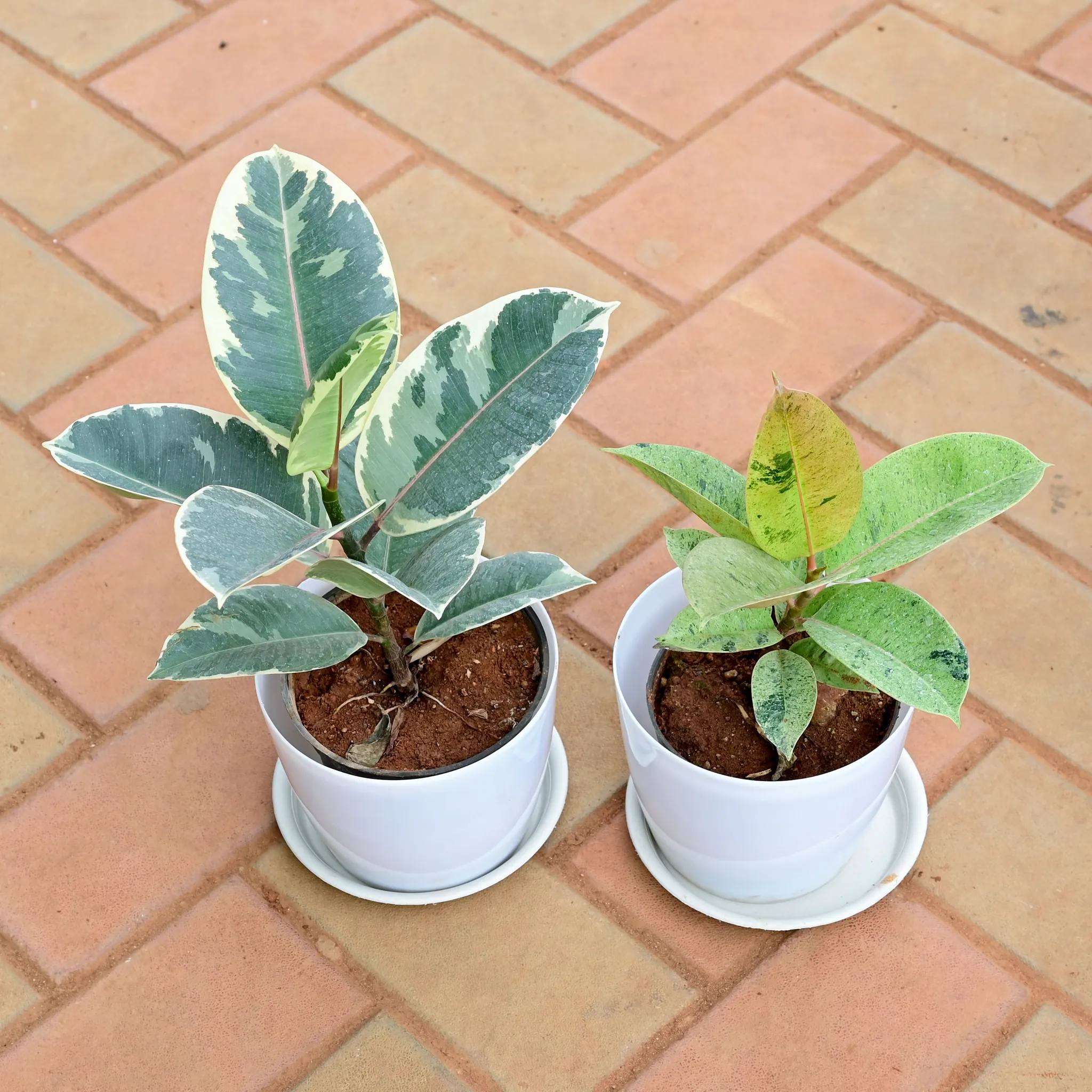 Set of 2 - Rubber Variegated (Green & White) in 6 Inch White Premium Sphere Plastic Pot with Tray