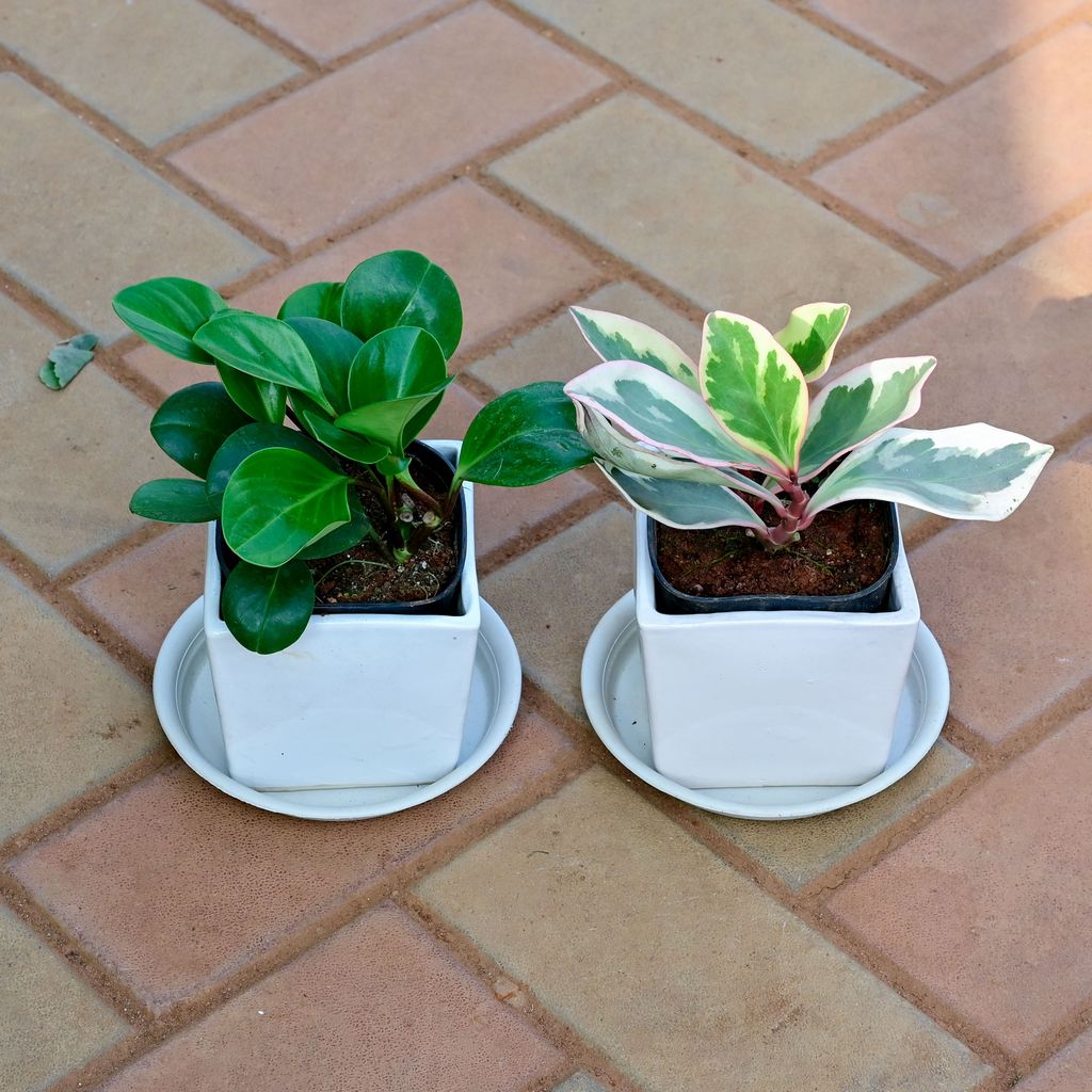 Buy Set of 2 - Peperomia /Radiator Plant ( Variegated Pink & Obtusifolia / Baby Rubber Plant) in 5 Inch White Classy Square Ceramic Pot with Tray Online | Urvann.com Set of 2 - Peperomia /Radiator Plant ( Variegated Pink & Obtusifolia / Baby Rubber Plant) in 5 Inch White Classy Square Ceramic Pot with Tray