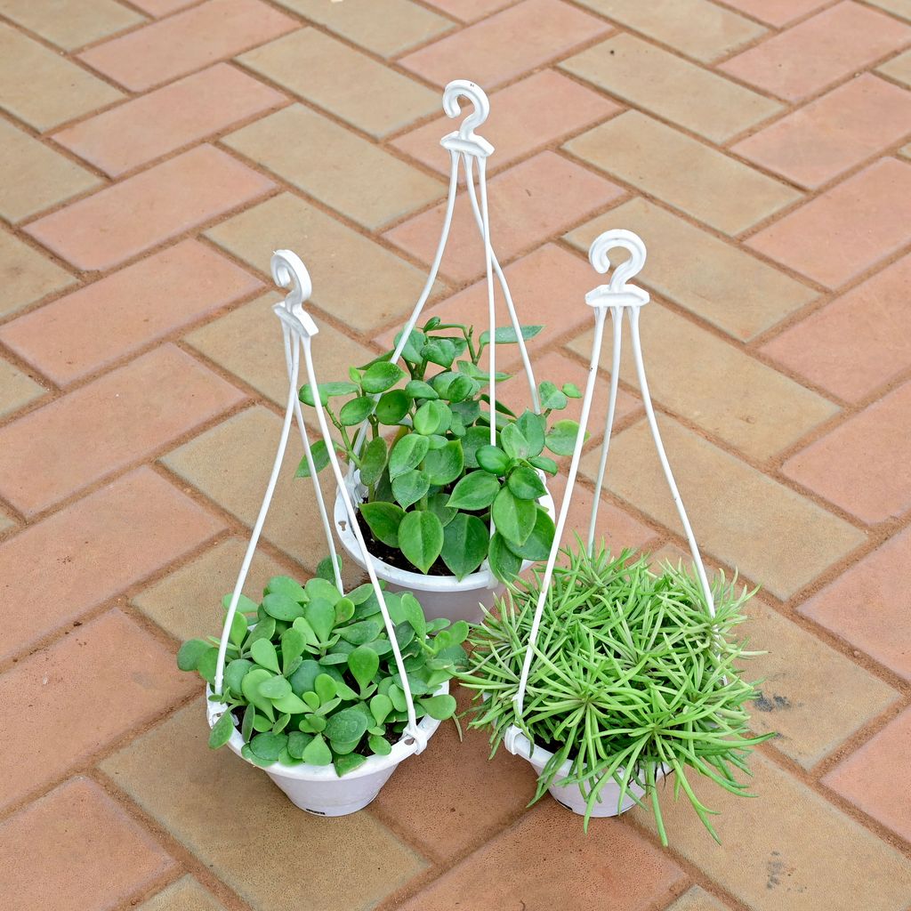 Set of 3 - Pine Succulent , Crassula Big Leaf & Peperomia Obtusifolia / Baby Rubber Plant in 5 Inch White Hanging Pot