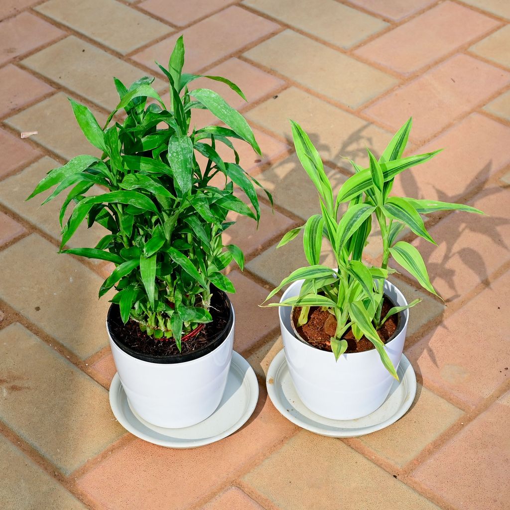 Set of 2 - Soil bamboo & Lucky Bamboo in 5 Inch White Premium Sphere Plastic Pot with Tray