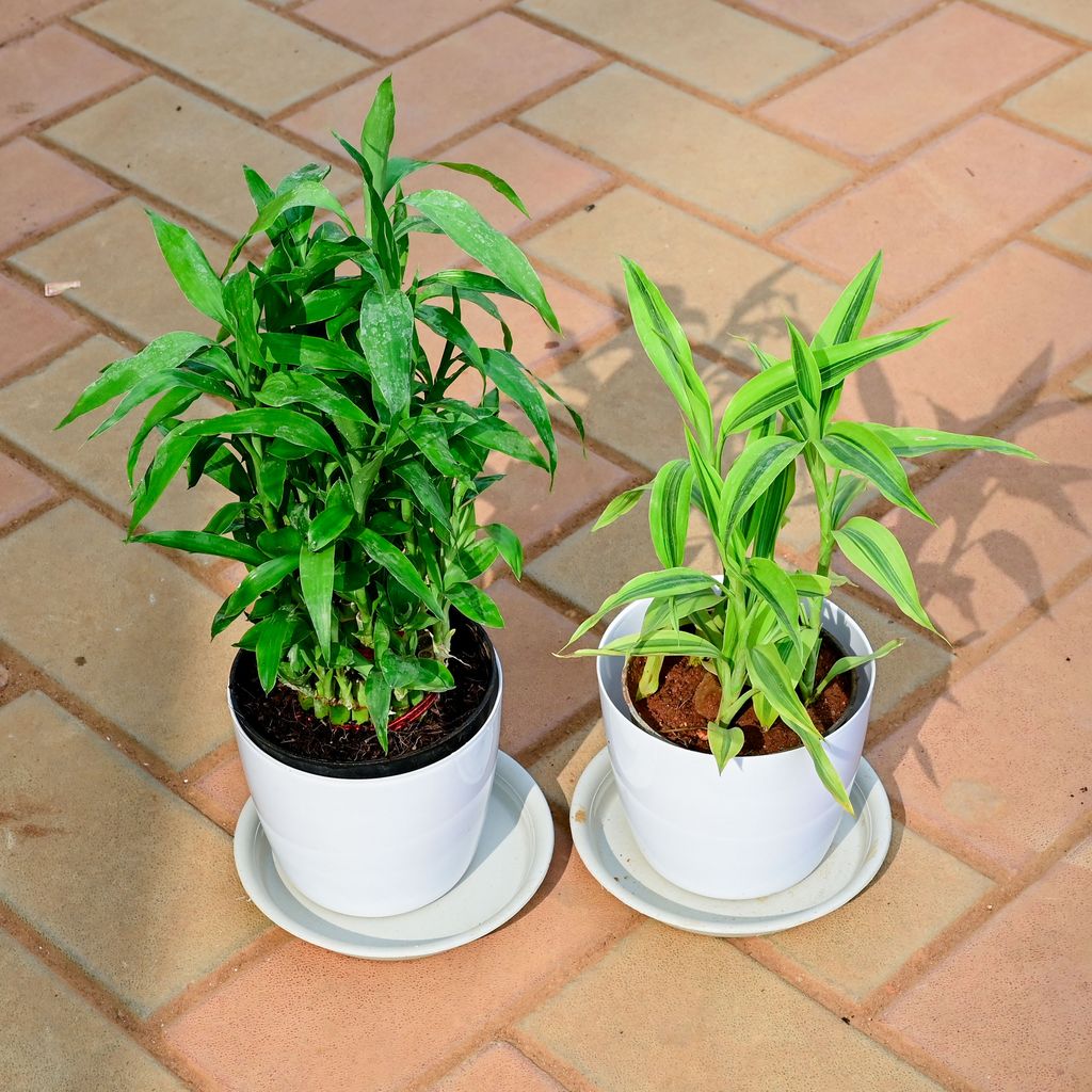 Buy Set of 2 - Soil bamboo & Lucky Bamboo in 5 Inch White Premium Sphere Plastic Pot with Tray Online | Urvann.com Set of 2 - Soil bamboo & Lucky Bamboo in 5 Inch White Premium Sphere Plastic Pot with Tray