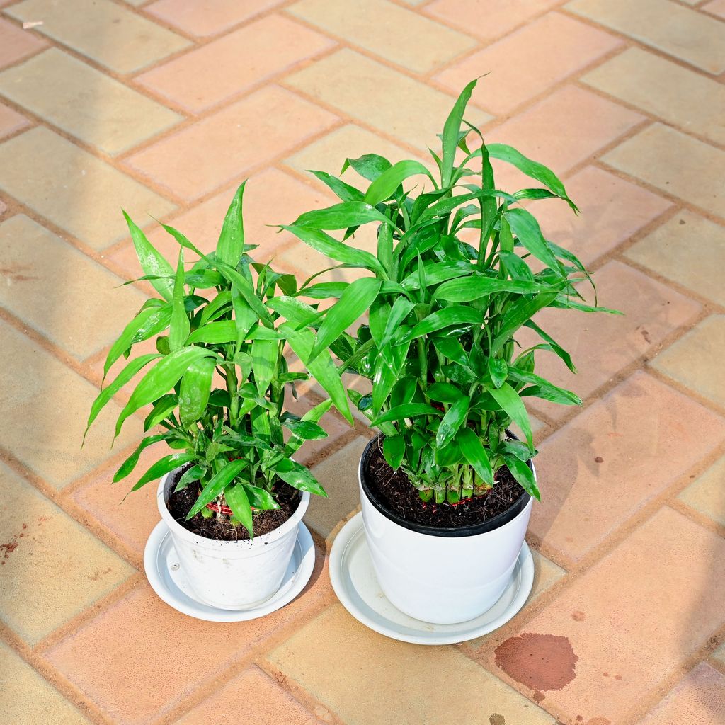 Buy Set of 2 - Lucky Bamboo (2 layer & 3 Layer) in 5 Inch White Premium Sphere Plastic Pot with Tray Online | Urvann.com Set of 2 - Lucky Bamboo (2 layer & 3 Layer) in 5 Inch White Premium Sphere Plastic Pot with Tray