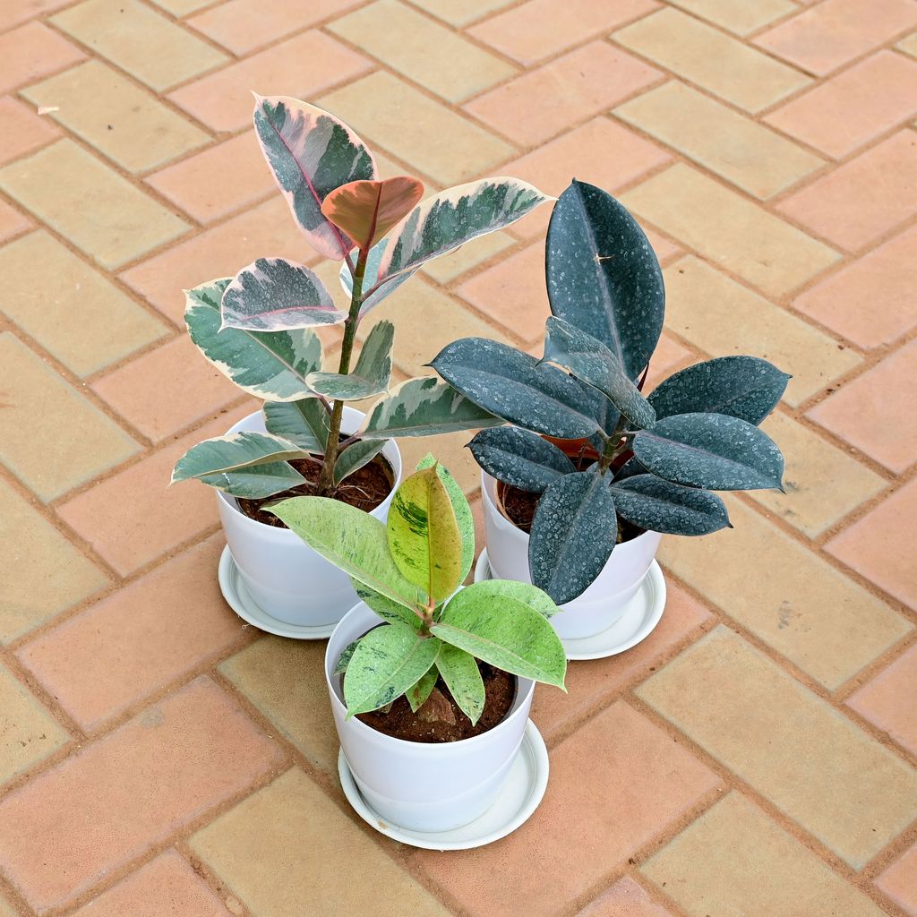Buy Set of 3 - Rubber (Variegated Pink, Green & Black) in 6 Inch White Premium Sphere Plastic Pot with Tray Online | Urvann.com Set of 3 - Rubber (Variegated Pink, Green & Black) in 6 Inch White Premium Sphere Plastic Pot with Tray
