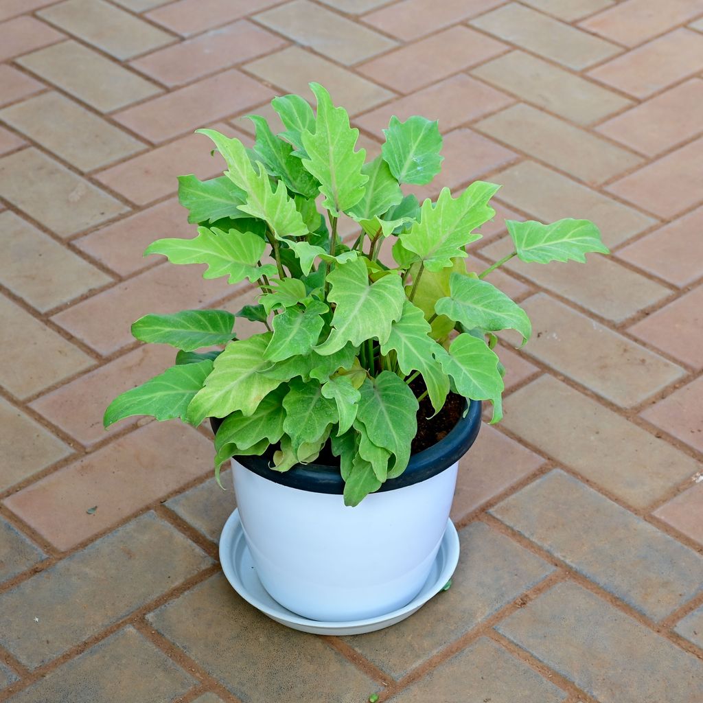 Buy Xanadu Yellow in 10 Inch White Premium Sphere Plastic Pot with Tray Online | Urvann.com Xanadu Yellow in 10 Inch White Premium Sphere Plastic Pot with Tray