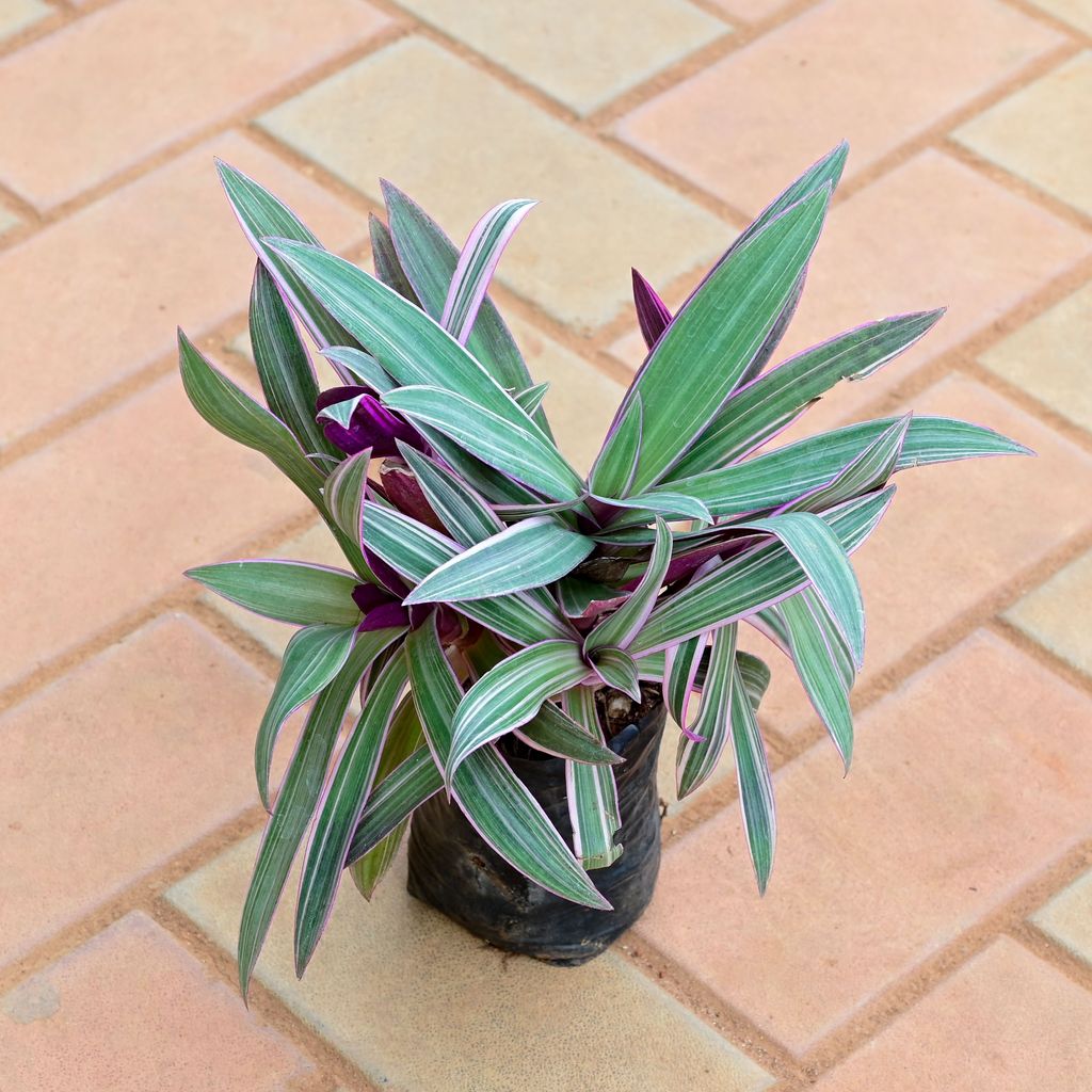 Moses in the Cradle / Tradescantia spathacea in 4 Inch Nursery Bag