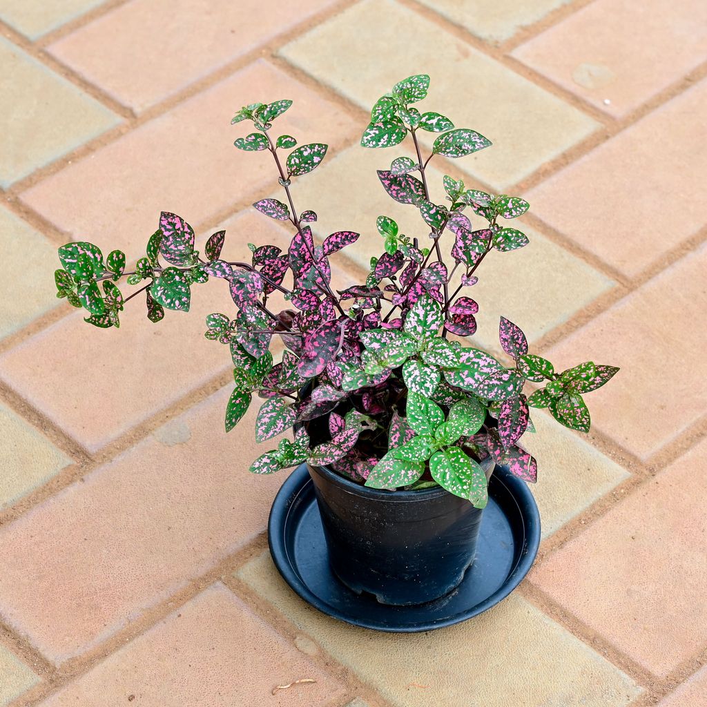 Hypoestes / Polka Dot (multicoloured) in 4 Inch Nursery Pot with Tray