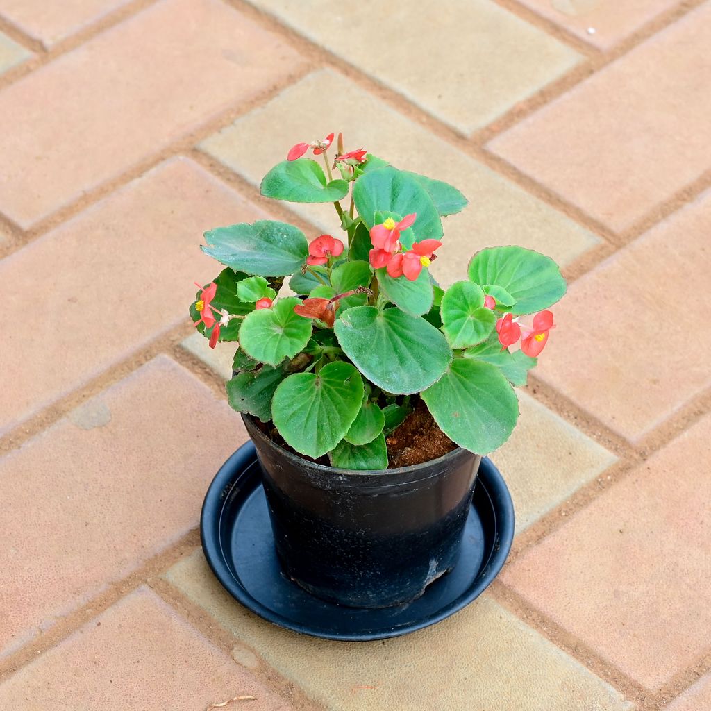 Buy Begonia Red in 5 Inch Nursery Pot with Tray Online | Urvann.com Begonia Red in 5 Inch Nursery Pot with Tray
