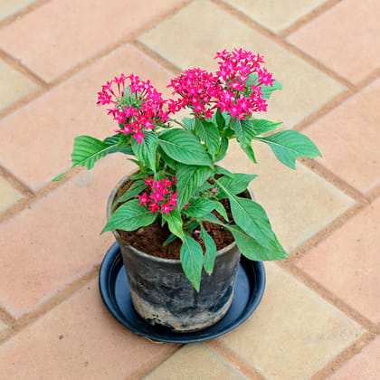 Buy Pentas (any colour) in 5 Inch Nursery Pot with Tray Online | Urvann.com