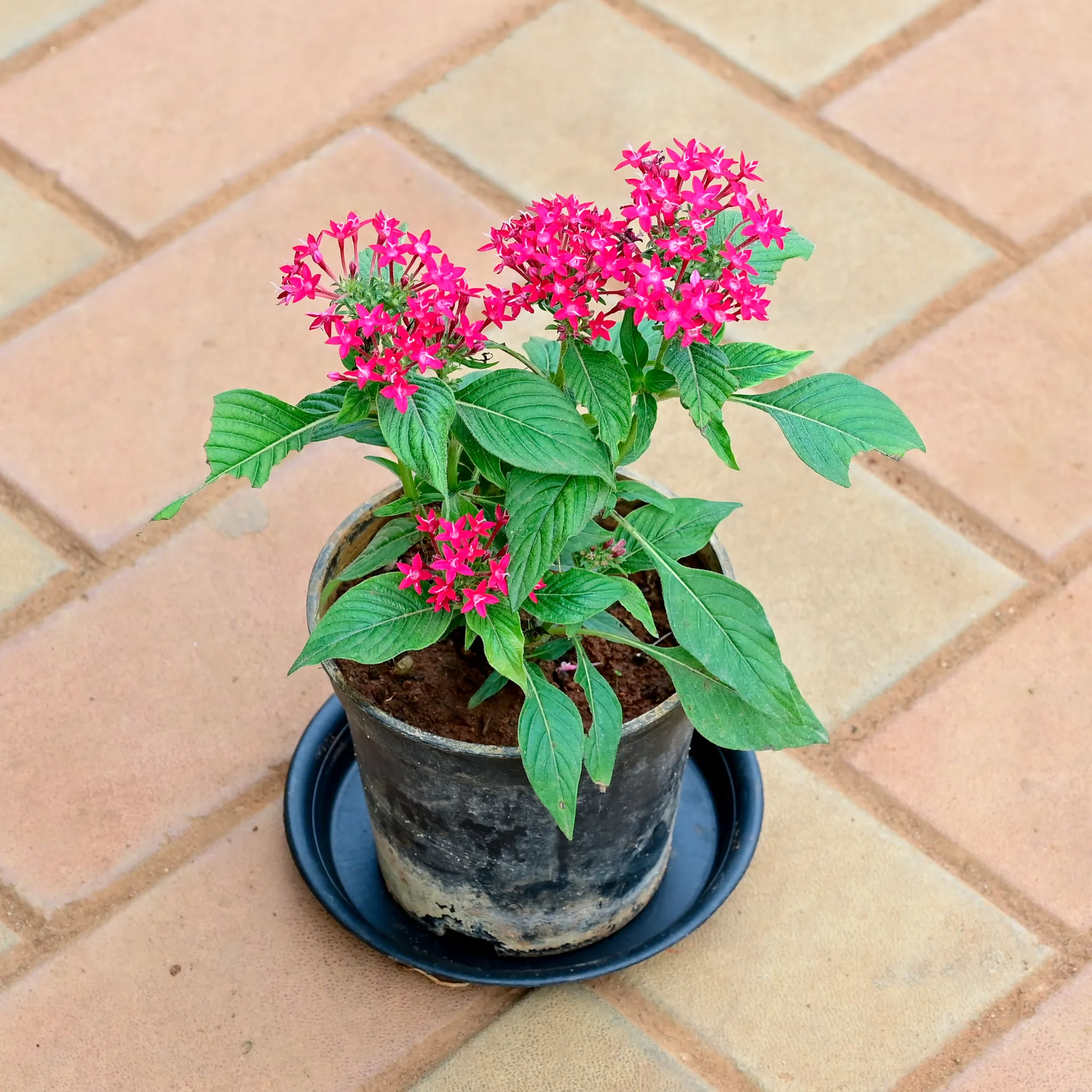 Pentas (any colour) in 5 Inch Nursery Pot with Tray