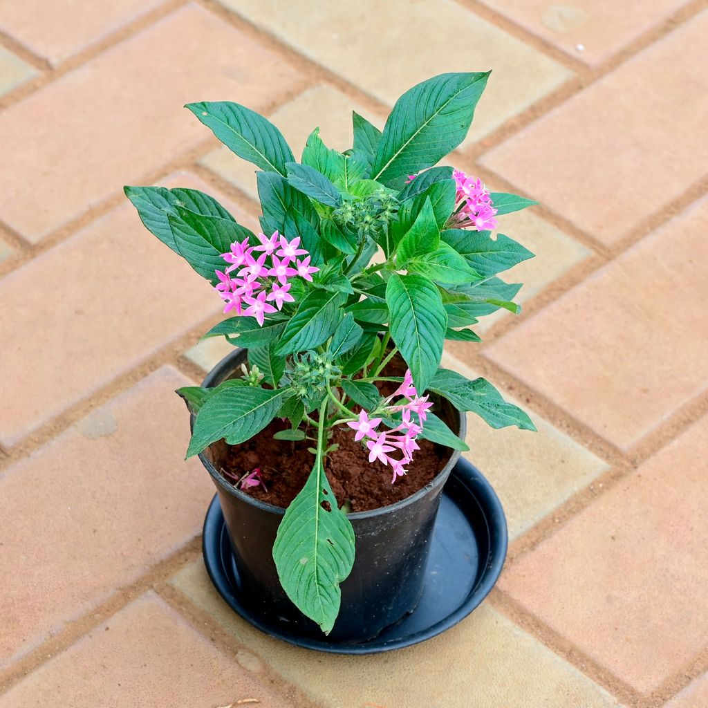 Pentas Pink in 5 Inch Nursery Pot with Tray