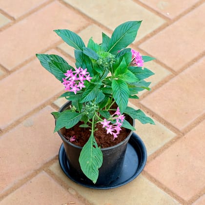 Buy Pentas Pink in 5 Inch Nursery Pot with Tray Online | Urvann.com