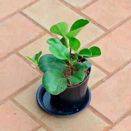 Buy Peperomia Obtusifolia / Baby Rubber Plant in 4 Inch Nursery Pot with Tray Online | Urvann.com