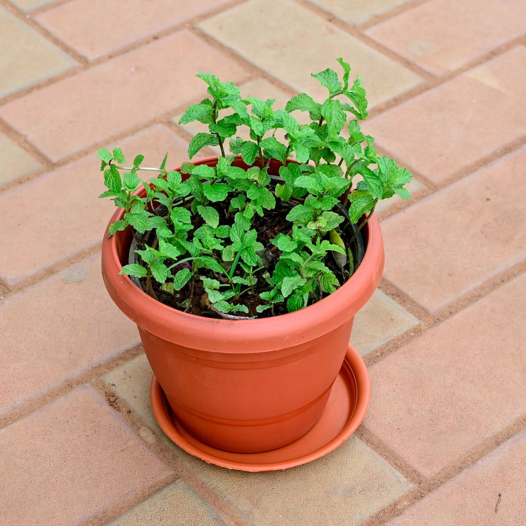 Mint / Pudina in 8 Inch Classy Red Plastic Pot with Tray