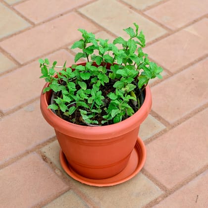 Buy Mint / Pudina in 8 Inch Classy Red Plastic Pot with Tray Online | Urvann.com