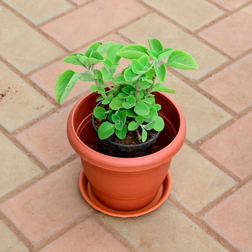 Ajwain / Carom Seed Plant in 8 Inch Classy Red Plastic Pot with Tray