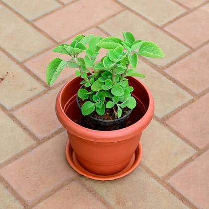 Buy Ajwain / Carom Seed Plant in 8 Inch Classy Red Plastic Pot with Tray Online | Urvann.com