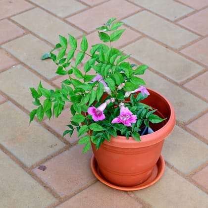 Buy Tecoma (Any Colour) in 8 Inch Classy Red Plastic Pot with Tray Online | Urvann.com