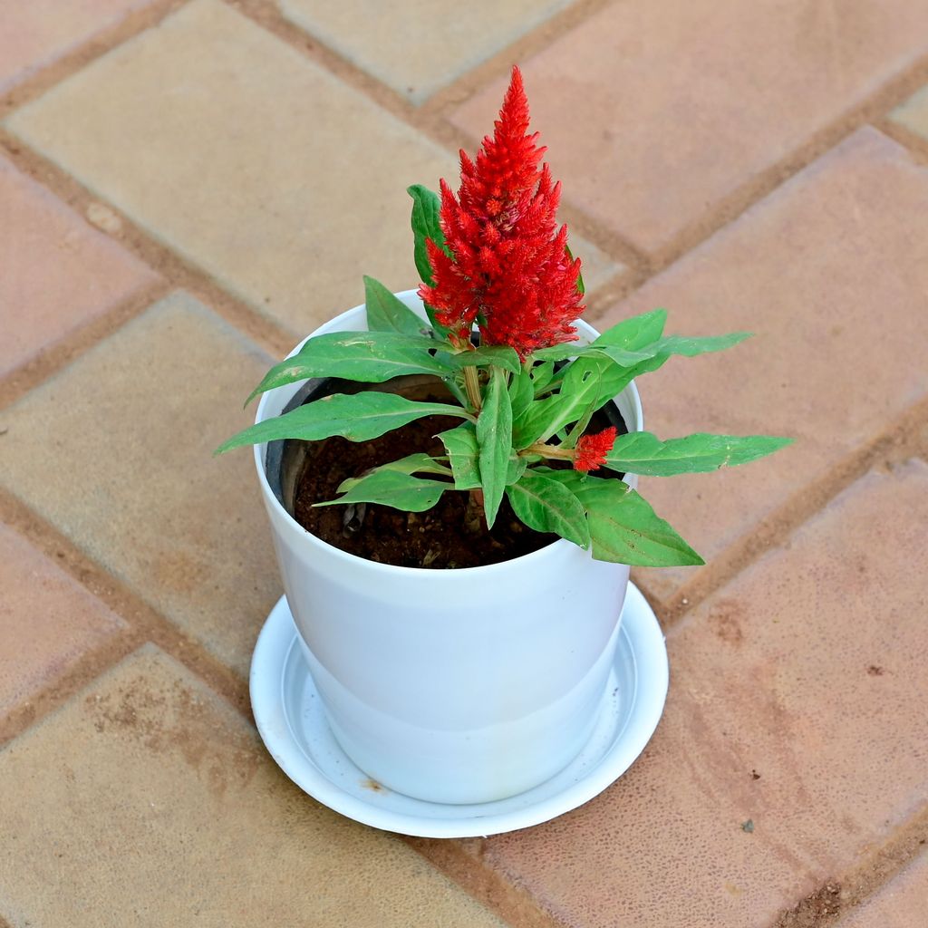 Cockscomb Red in 5 Inch White Premium Sphere Plastic Pot with Tray