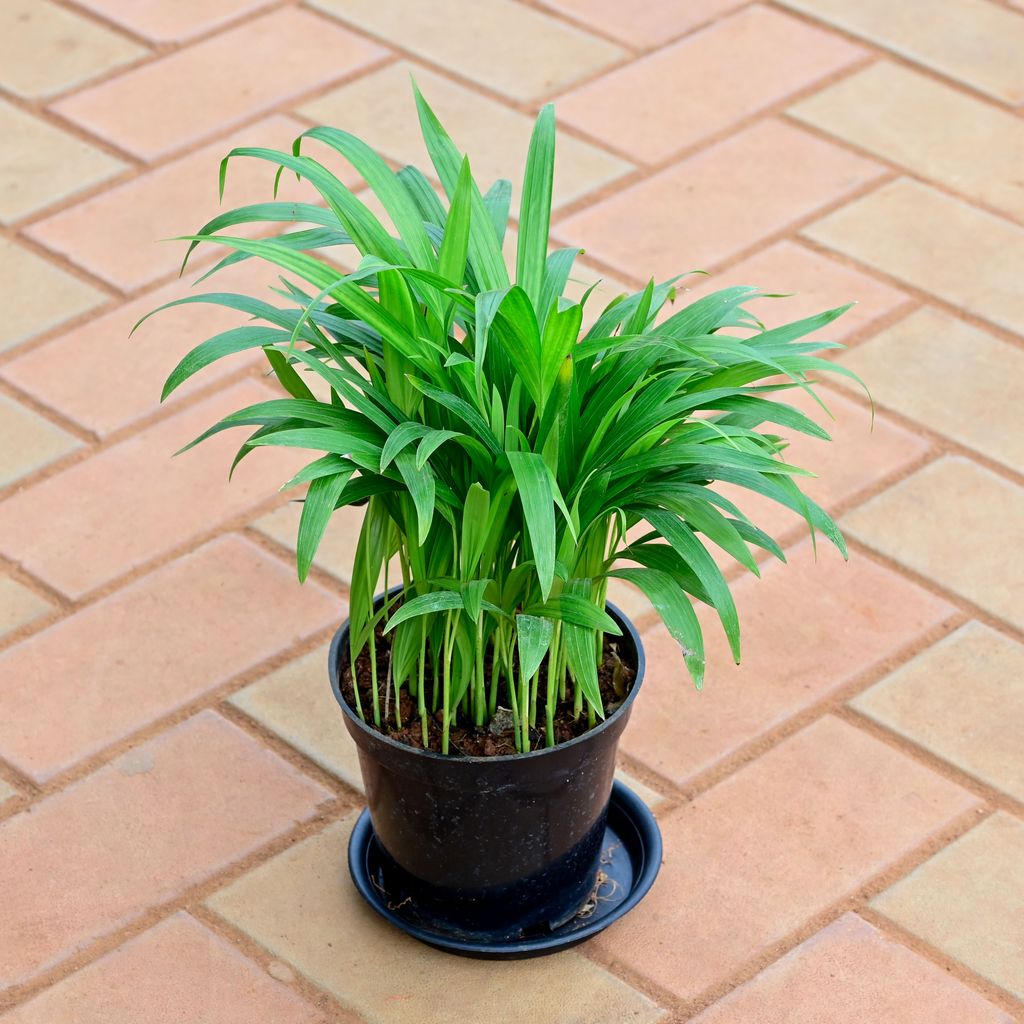 Areca Palm (~ 1 Ft) in 5 Inch Nursery Pot with Tray