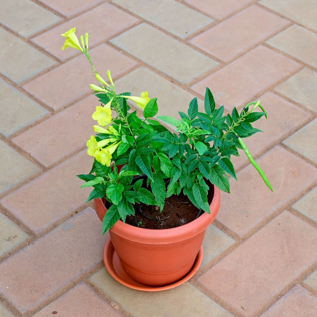 Buy Tecoma Yellow in 7 Inch Classy Red Plastic Pot with Tray Online | Urvann.com Tecoma Yellow in 7 Inch Classy Red Plastic Pot with Tray