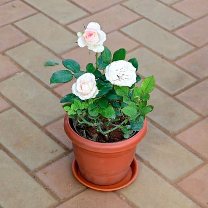 Buy Rose White in 7 Inch Classy Red Plastic Pot with Tray Online | Urvann.com