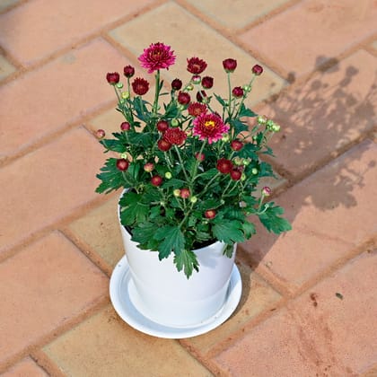 Buy Chrysanthemum / Guldawari / Guldaudi Red in 5 Inch White Premium Sphere Plastic Pot with Tray Online | Urvann.com