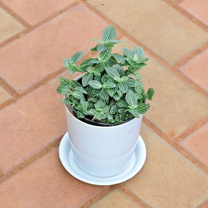Buy Fittonia Green in 5 Inch White Premium Sphere Plastic Pot with Tray Online | Urvann.com