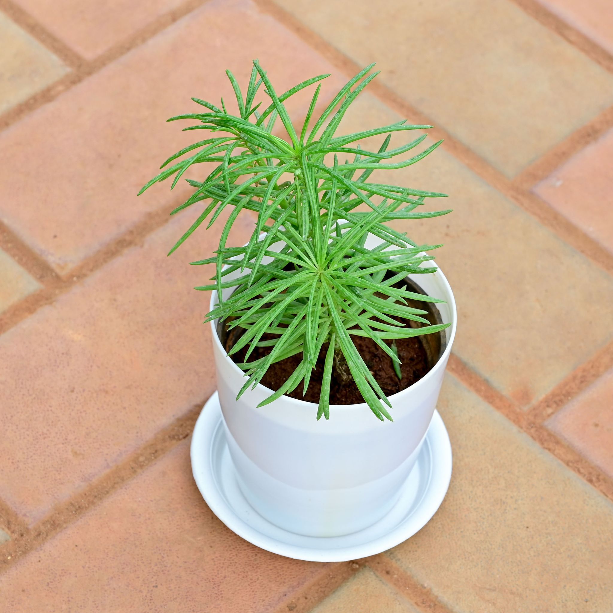 Pine Succulent in 5 Inch White Premium Sphere Plastic Pot with Tray