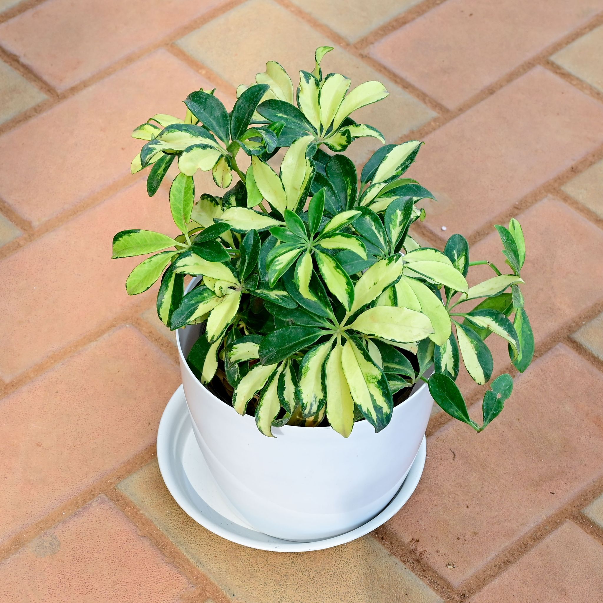 Schefflera Variegated in 7 Inch White Premium Sphere Plastic Pot with Tray