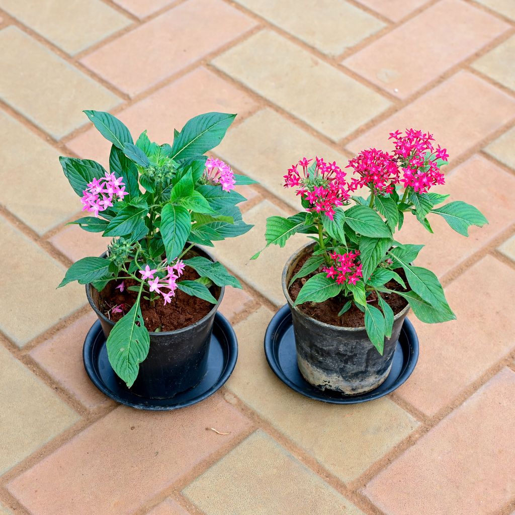 Buy Set of 2 - Pentas (Dark Pink & Pink) in 5 Inch Nursery Pot with Tray Online | Urvann.com Set of 2 - Pentas (Dark Pink & Pink) in 5 Inch Nursery Pot with Tray