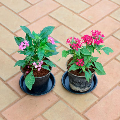 Buy Set of 2 - Pentas (Dark Pink & Pink) in 5 Inch Nursery Pot with Tray Online | Urvann.com