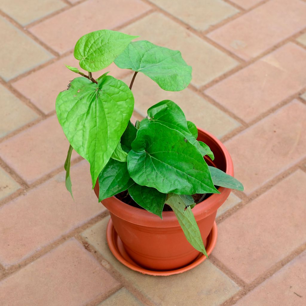 Paan / Betel Big Leaf in 6 Inch Classy Red Plastic Pot with Tray